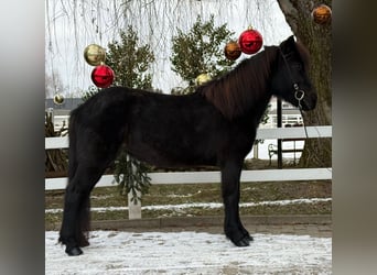Caballos islandeses, Yegua, 9 años, 133 cm