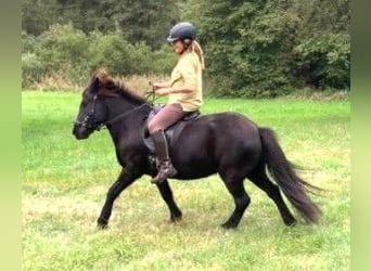 Caballos islandeses, Yegua, 9 años, 134 cm, Negro