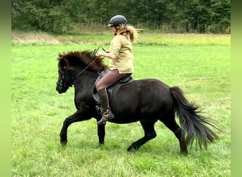 Caballos islandeses, Yegua, 9 años, 134 cm, Negro