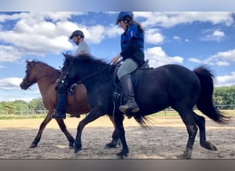 Caballos islandeses, Yegua, 9 años, 134 cm, Negro