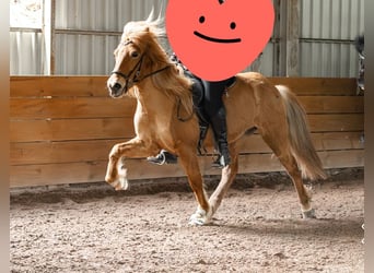 Caballos islandeses, Yegua, 9 años, 135 cm, Alazán