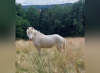 Caballos islandeses, Yegua, 9 años, 136 cm, Perlino