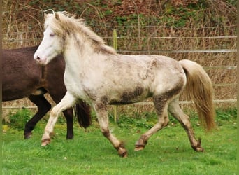 Caballos islandeses, Yegua, 9 años, 136 cm, Perlino