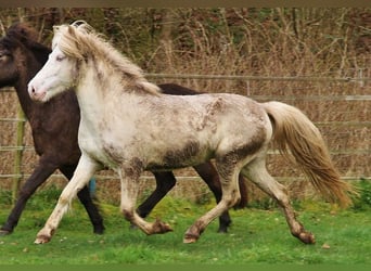 Caballos islandeses, Yegua, 9 años, 136 cm, Perlino