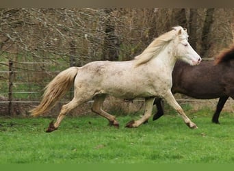 Caballos islandeses, Yegua, 9 años, 136 cm, Perlino