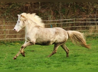 Caballos islandeses, Yegua, 9 años, 136 cm, Perlino