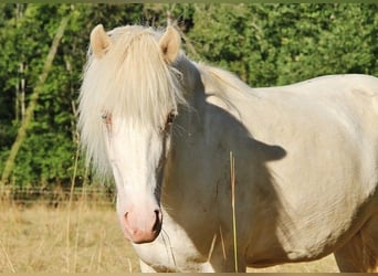 Caballos islandeses, Yegua, 9 años, 136 cm, Perlino