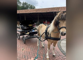 Caballos islandeses, Yegua, 9 años, 136 cm, Pío