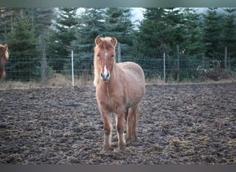 Caballos islandeses, Yegua, 9 años, 137 cm, Bayo