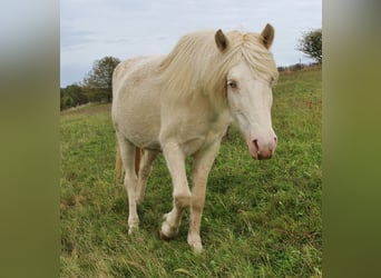 Caballos islandeses, Yegua, 9 años, 137 cm, Perlino
