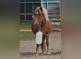 Caballos islandeses, Yegua, 9 años, 138 cm, Alazán