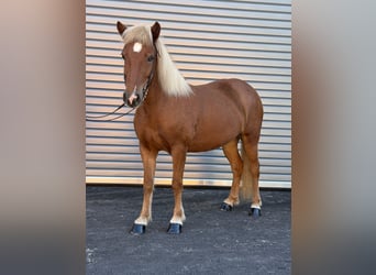 Caballos islandeses, Yegua, 9 años, 138 cm, Alazán