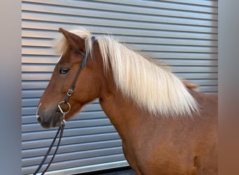 Caballos islandeses, Yegua, 9 años, 138 cm, Alazán