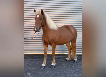 Caballos islandeses, Yegua, 9 años, 138 cm, Alazán