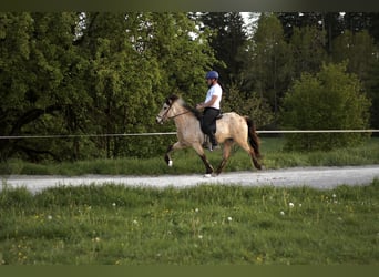 Caballos islandeses, Yegua, 9 años, 138 cm, Buckskin/Bayo