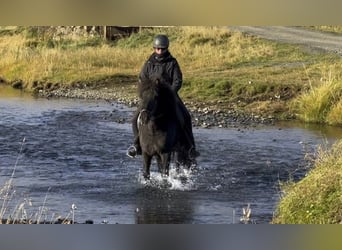 Caballos islandeses, Yegua, 9 años, 138 cm, Negro