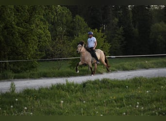 Caballos islandeses, Yegua, 9 años, 140 cm, Buckskin/Bayo