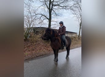 Caballos islandeses, Yegua, 9 años, 140 cm, Castaño