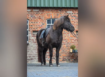 Caballos islandeses, Yegua, 9 años, 140 cm, Castaño