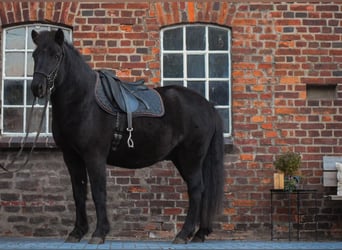 Caballos islandeses, Yegua, 9 años, 140 cm, Castaño