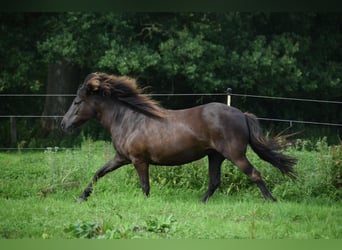 Caballos islandeses, Yegua, 9 años, 140 cm, Castaño