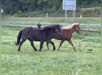 Caballos islandeses, Yegua, 9 años, 140 cm, Ruano azulado