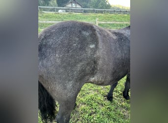 Caballos islandeses, Yegua, 9 años, 140 cm, Ruano azulado