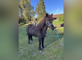 Caballos islandeses, Yegua, 9 años, 140 cm, Ruano azulado