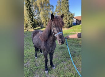 Caballos islandeses, Yegua, 9 años, 140 cm, Tordillo negro