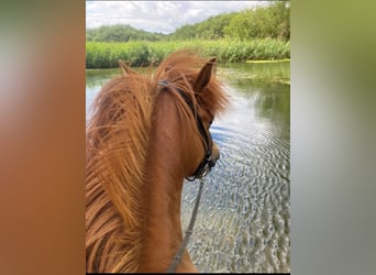 Caballos islandeses, Yegua, 9 años, 141 cm, Alazán