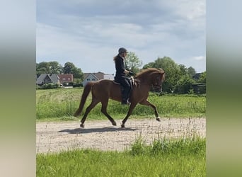 Caballos islandeses, Yegua, 9 años, 141 cm, Alazán