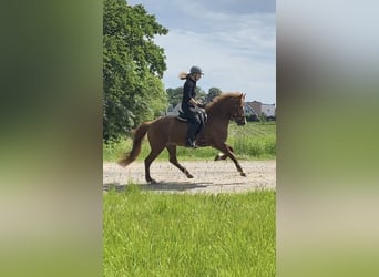 Caballos islandeses, Yegua, 9 años, 141 cm, Alazán