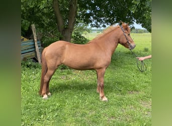 Caballos islandeses, Yegua, 9 años, 141 cm, Alazán