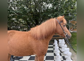 Caballos islandeses, Yegua, 9 años, 142 cm, Alazán