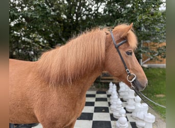 Caballos islandeses, Yegua, 9 años, 142 cm, Alazán