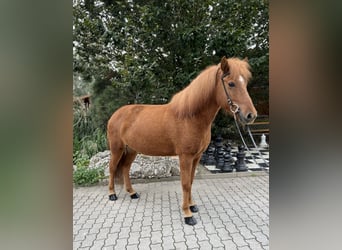 Caballos islandeses, Yegua, 9 años, 142 cm, Alazán