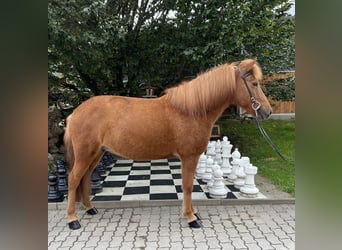 Caballos islandeses, Yegua, 9 años, 142 cm, Alazán