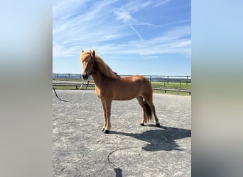 Caballos islandeses, Yegua, 9 años, 142 cm, Alazán