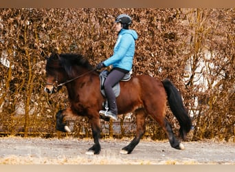 Caballos islandeses, Yegua, 9 años, 142 cm, Castaño