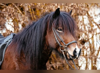 Caballos islandeses, Yegua, 9 años, 142 cm, Castaño