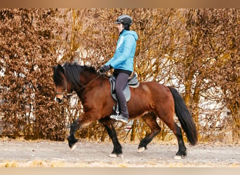 Caballos islandeses, Yegua, 9 años, 142 cm, Castaño