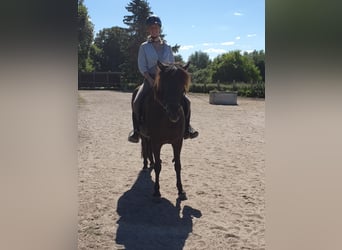 Caballos islandeses, Yegua, 9 años, 142 cm, Negro