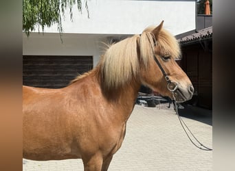 Caballos islandeses, Yegua, 9 años, 143 cm, Alazán