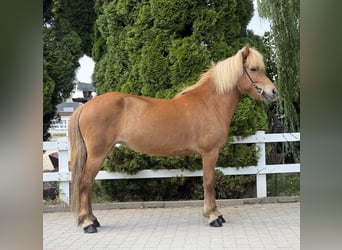 Caballos islandeses, Yegua, 9 años, 143 cm, Alazán