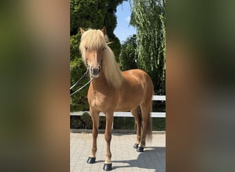 Caballos islandeses, Yegua, 9 años, 143 cm, Alazán