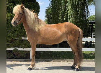 Caballos islandeses, Yegua, 9 años, 143 cm, Alazán