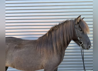 Caballos islandeses, Yegua, 9 años, 143 cm, Negro