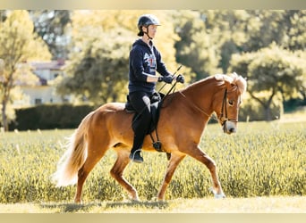 Caballos islandeses, Yegua, 9 años, 146 cm, Alazán