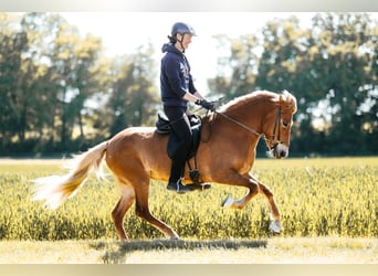 Caballos islandeses, Yegua, 9 años, 146 cm, Alazán