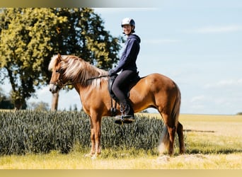 Caballos islandeses, Yegua, 9 años, 146 cm, Alazán